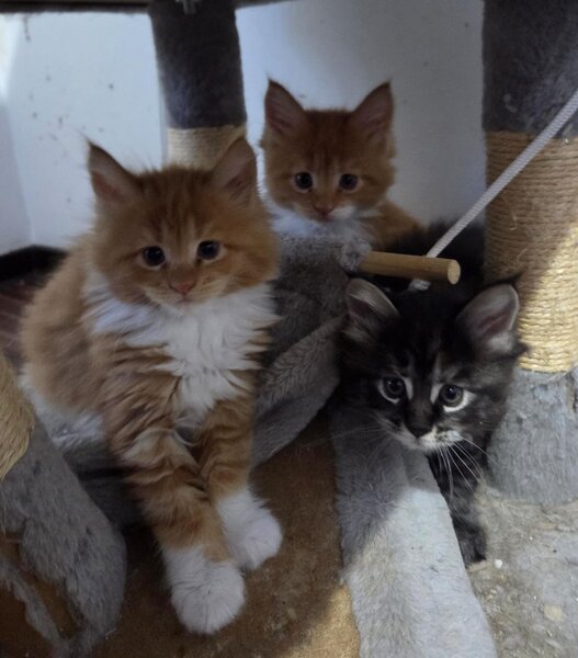 Pui de maine coon,