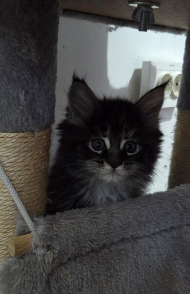 Pui de maine coon,