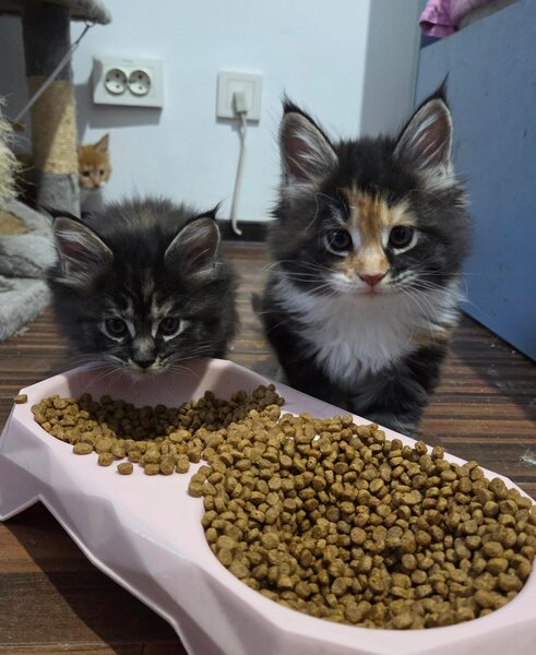 Pui de maine coon,