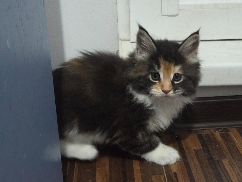 Pui de maine coon,