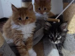 Pui de maine coon