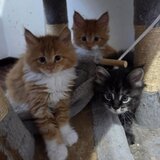 Pui de maine coon