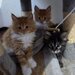 Pui de maine coon,