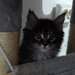 Pui de maine coon,