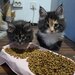 Pui de maine coon,