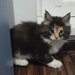 Pui de maine coon,